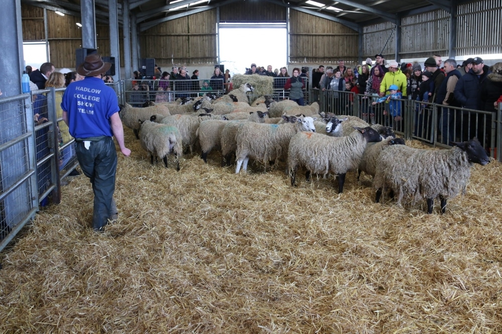 Lambing event is cancelled as fears grow about coronavirus
